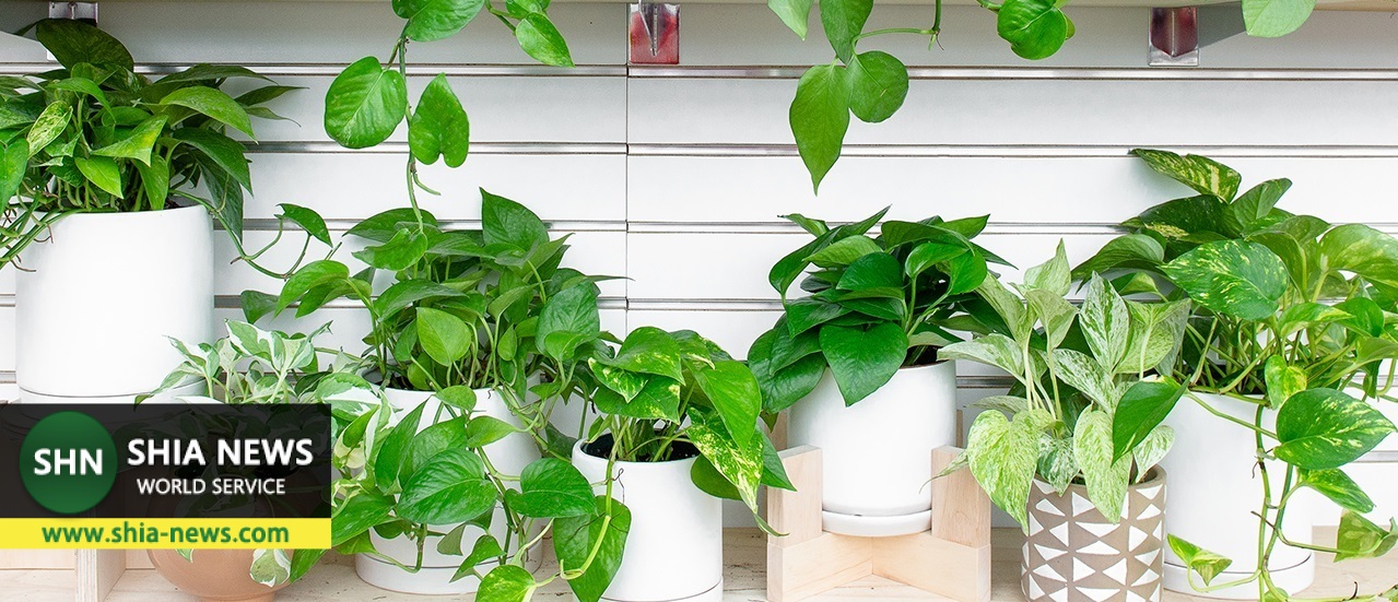 علت زردی و انواع لکه های برگ گیاه آپارتمانی پوتوس