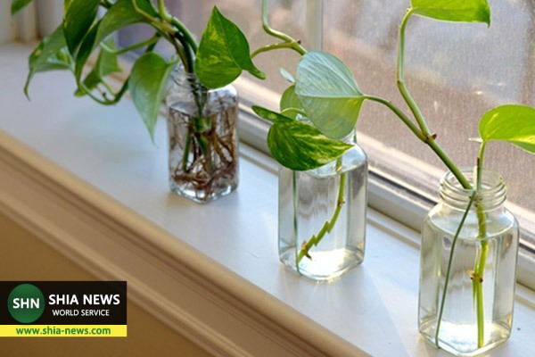 علت زردی و انواع لکه های برگ گیاه آپارتمانی پوتوس