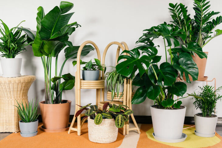 تکنیک‌های نگهداری از گیاهان آپارتمانی