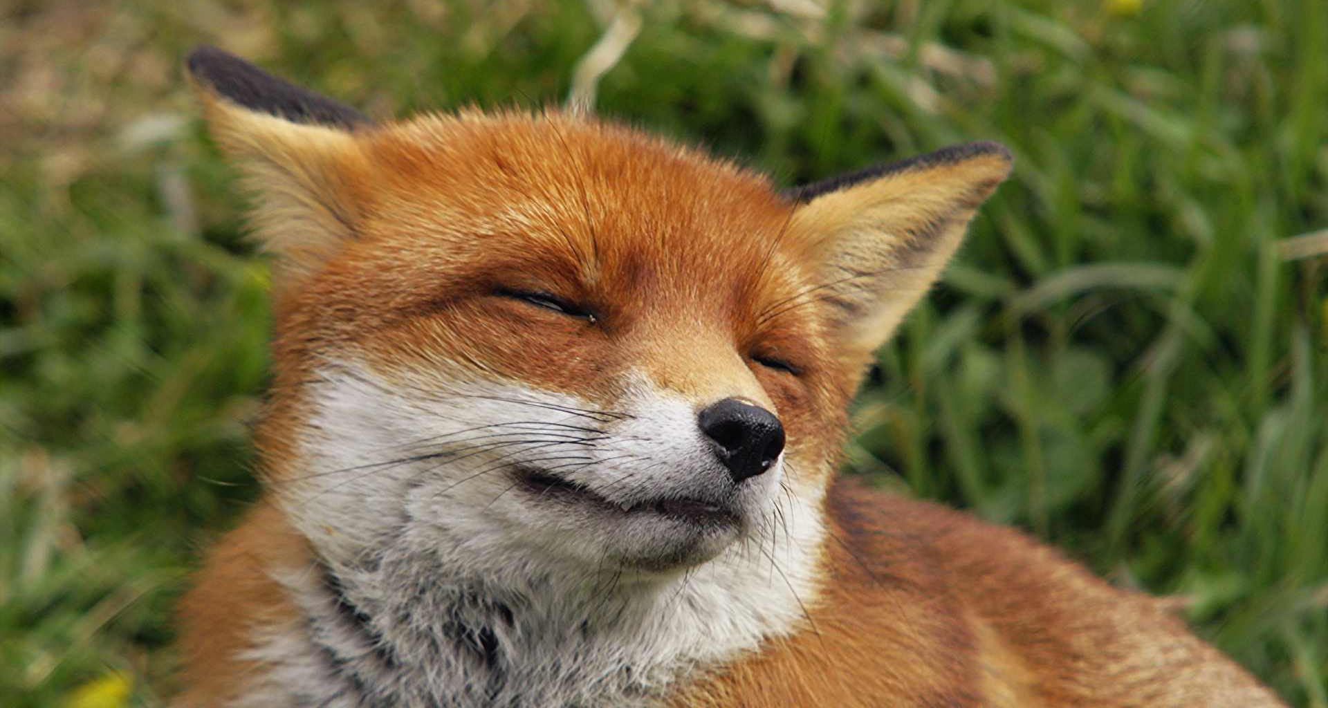 وقتی عمرعاص فرصت پایین کشیدن را نداشت!!