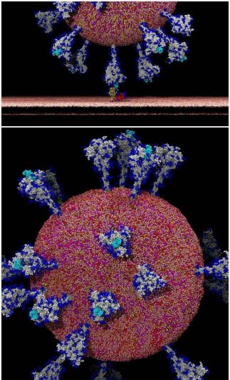اولین تصویر واضح از ویروس کرونا