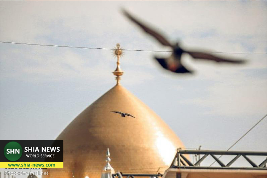 کبوتران گرد حرم مطهر امام علی(ع) کبوتران گرد حرم مطهر امام علی(ع)