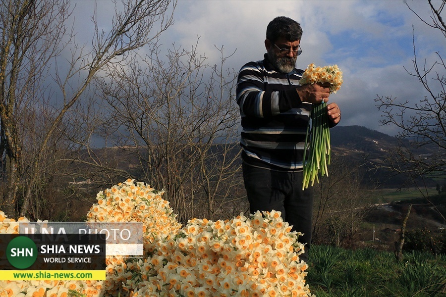 تصاویر/ برداشت گل نرگس در شهرستان جویبار