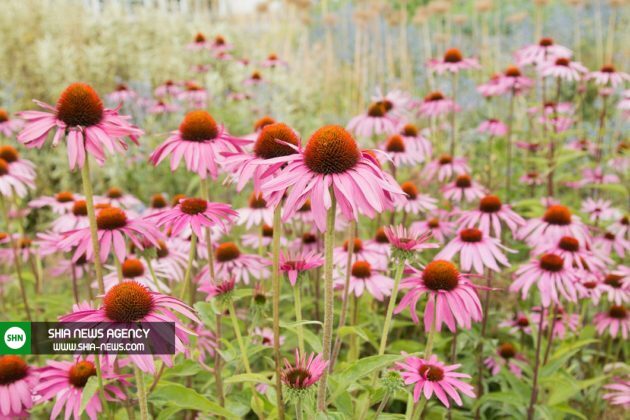 روش های درمان فوری تبخال در خانه