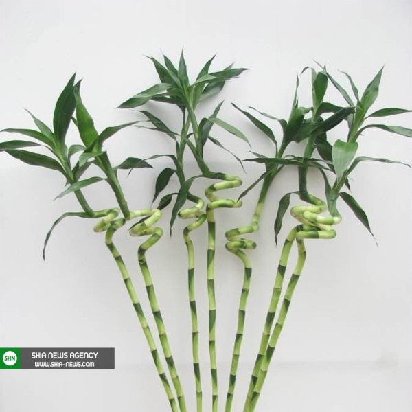 عجیب&zwnj;ترین نماد&zwnj;های خوش&zwnj;شانسی در جهان