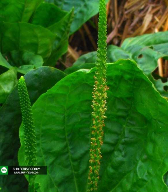 بارهنگ چیست و چه خواص درمانی دارد؟ بارهنگ چیست و چه خواص درمانی دارد؟