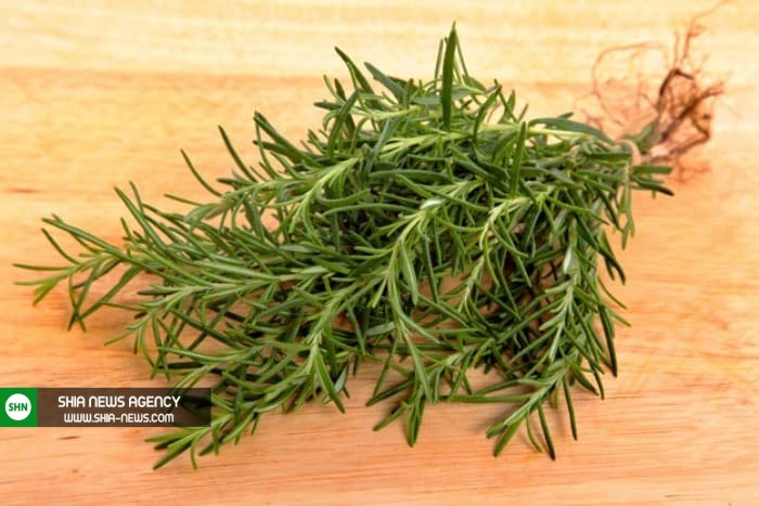 سیر تا پیاز نحوه کاشت و پرورش گیاه رزماری در خانه سیر تا پیاز نحوه کاشت و پرورش گیاه رزماری در خانه