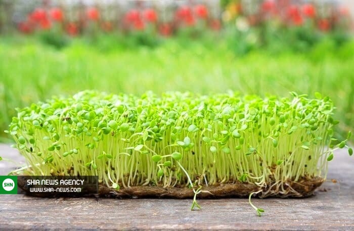 روش و زمان کاشت سبزه ماش برای هفت سین روش و زمان کاشت سبزه ماش برای هفت سین