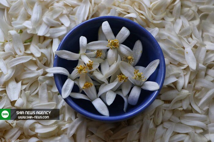 رفع اضطراب زنان باردار با عطر بهار نارنج رفع اضطراب زنان باردار با عطر بهار نارنج