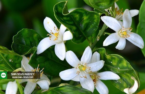 رفع اضطراب زنان باردار با عطر بهار نارنج رفع اضطراب زنان باردار با عطر بهار نارنج