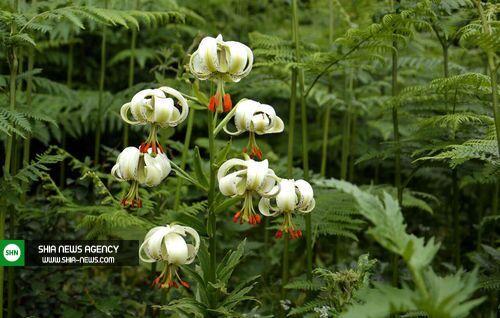 تصاویر/ شکوفایی نادرترین گل جهان در گیلان