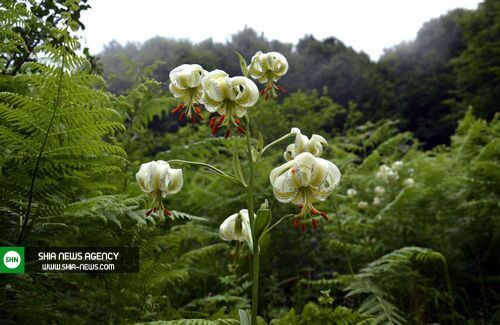 تصاویر/ شکوفایی نادرترین گل جهان در گیلان