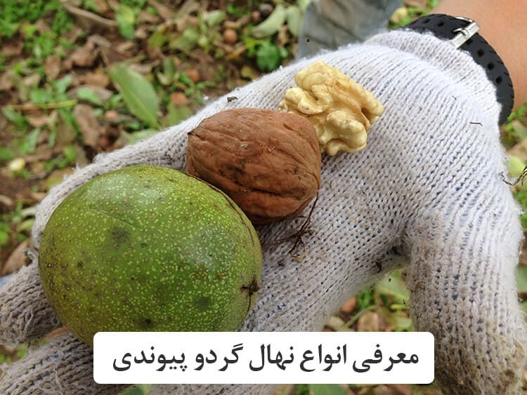 نهال گردو پیوندی چیست؟ (راهنمای خرید) نهال گردو پیوندی چیست؟ (راهنمای خرید)