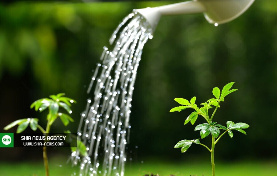 فوت و فن آبیاری صحیح گیاهان در روزهای گرم سال