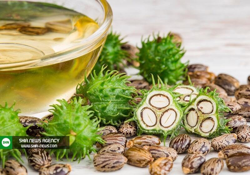 دانه کرچک چیست و فواید آن برای سلامتی کدام است؟ دانه کرچک چیست و فواید آن برای سلامتی کدام است؟