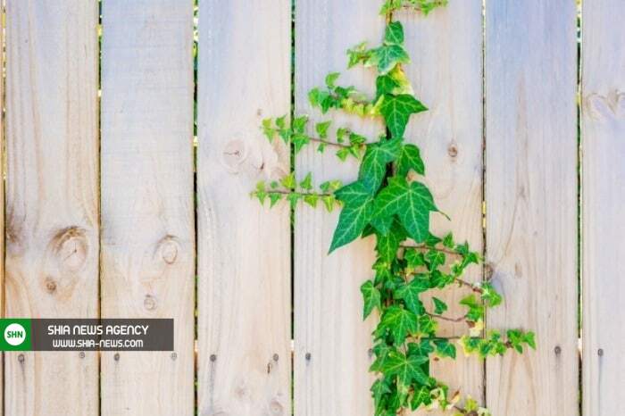 گیاهانی که استرس خونه رو کم میکنن