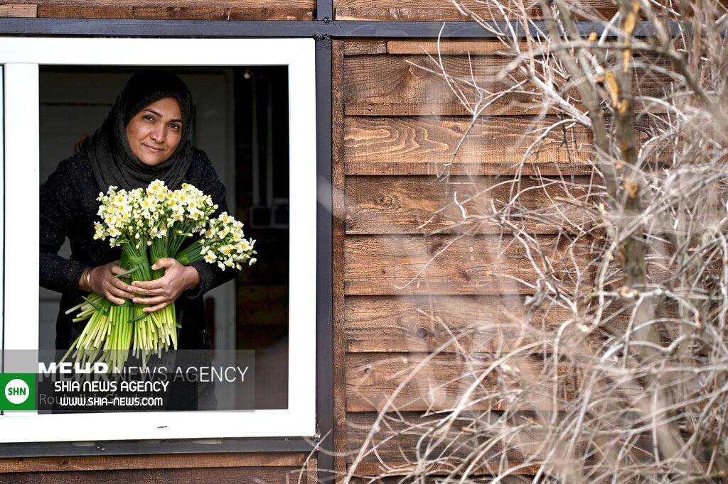تصاویر/ برداشت گلهای نرگس در روزهای برفی کشور
