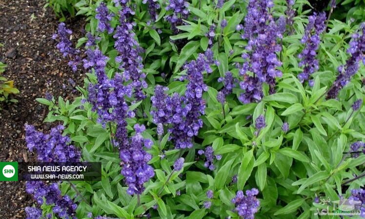 گلها و گیاهان را جایگزین داروهای مسکن کنید گلها و گیاهان را جایگزین داروهای مسکن کنید