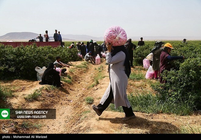 تصاویر/ برداشت گل محمدی در قم