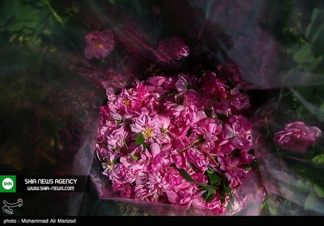 تصاویر/ برداشت گل محمدی در قم