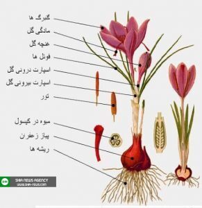 آموزش کاشت زعفران در گلدان