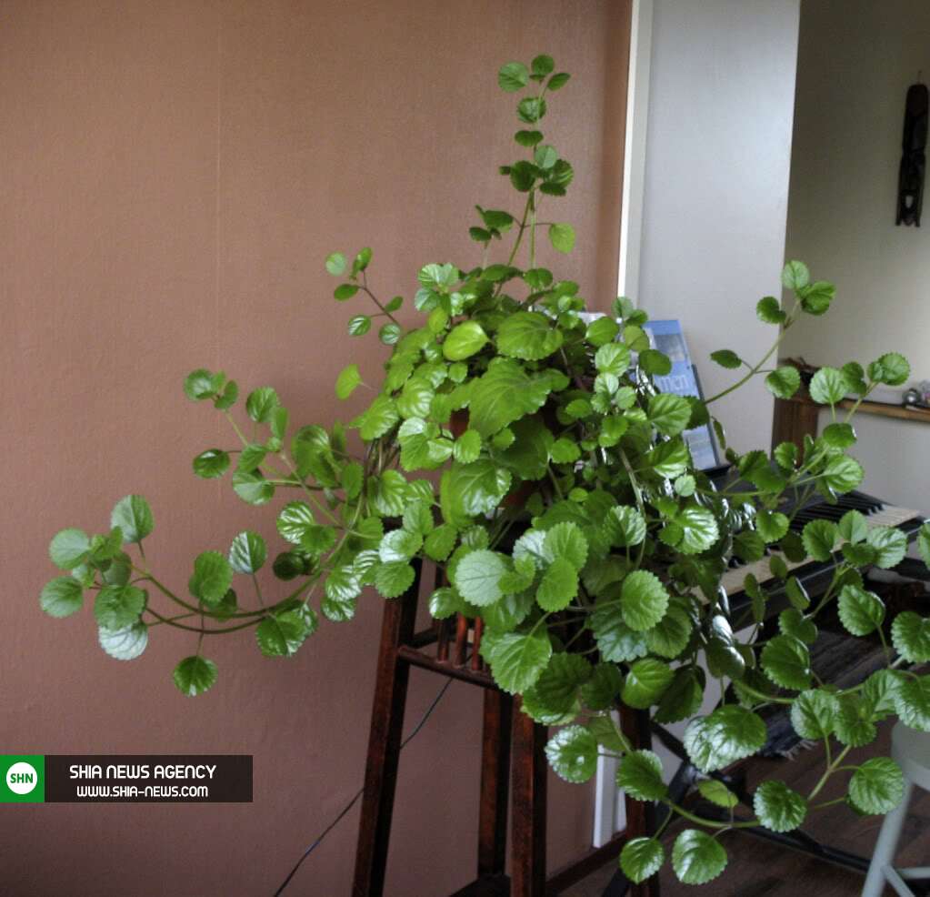 مراقبت و رشد گیاه زینتی پیچک در آپارتمان