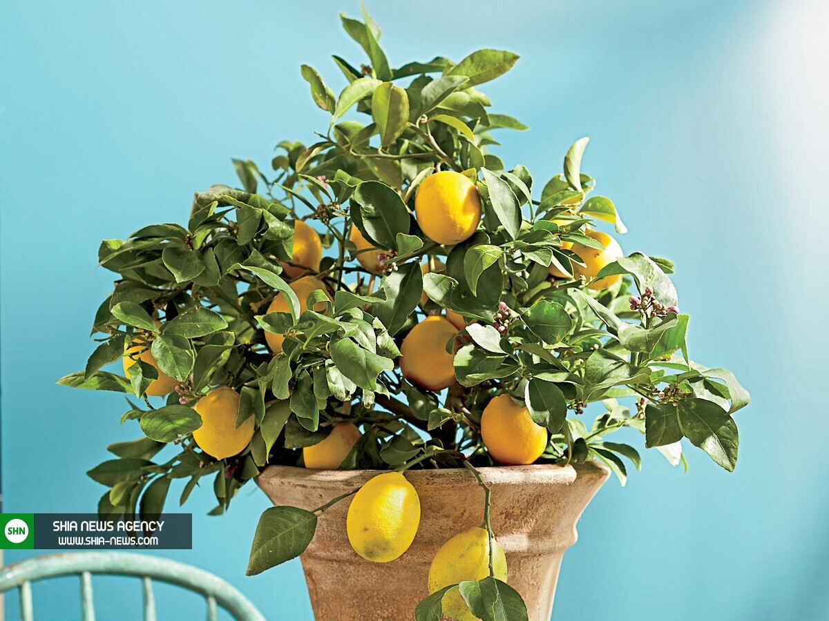 کود مناسب درخت لیمو برای رشد و باردهی بهتر