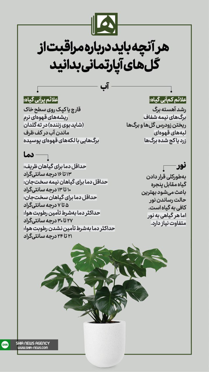 برای رشد انفجاری گیاهان آپارتمانی چه کاری کنیم؟ برای رشد انفجاری گیاهان آپارتمانی چه کاری کنیم؟