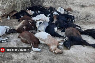 مرگ یک چوپان همراه با ۱۰۰ گوسفندش در تریلی