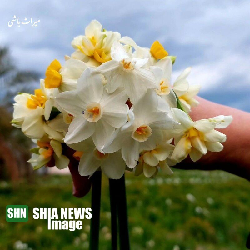 تصاویر / زیبایی بی مانند نرگسزارهای بهبهان تصاویر / زیبایی بی مانند نرگسزارهای بهبهان