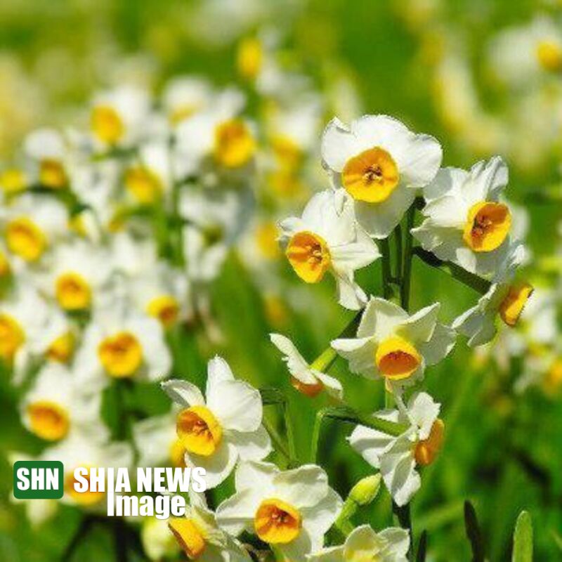 تصاویر / زیبایی بی مانند نرگسزارهای بهبهان تصاویر / زیبایی بی مانند نرگسزارهای بهبهان