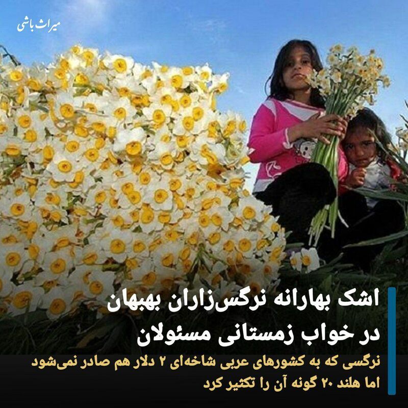 تصاویر / زیبایی بی مانند نرگسزارهای بهبهان تصاویر / زیبایی بی مانند نرگسزارهای بهبهان