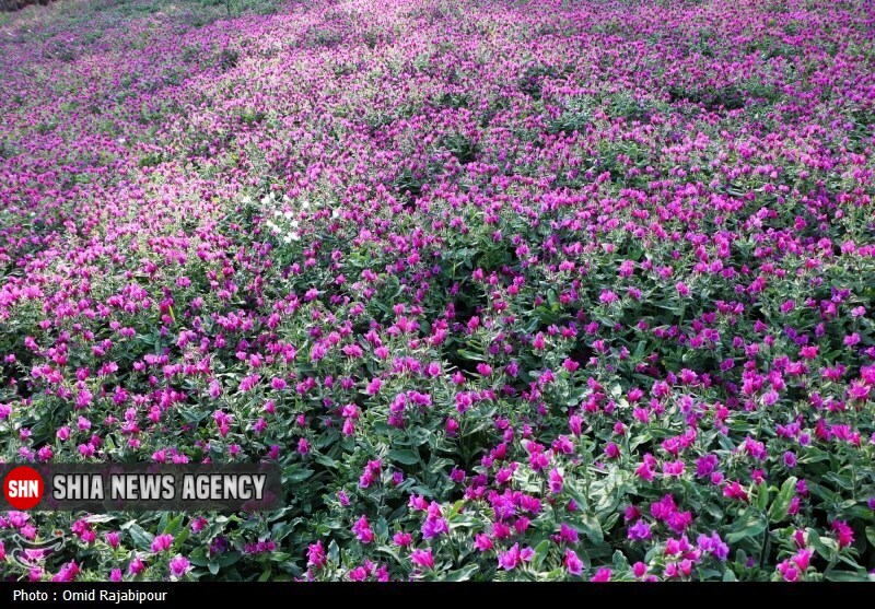 تصاویر | برداشت گل گاو زبان در گیلان