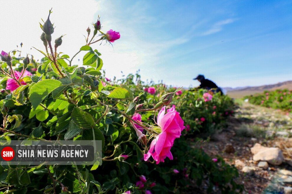 تصاویر | برداشت گل محمدی در کاشان