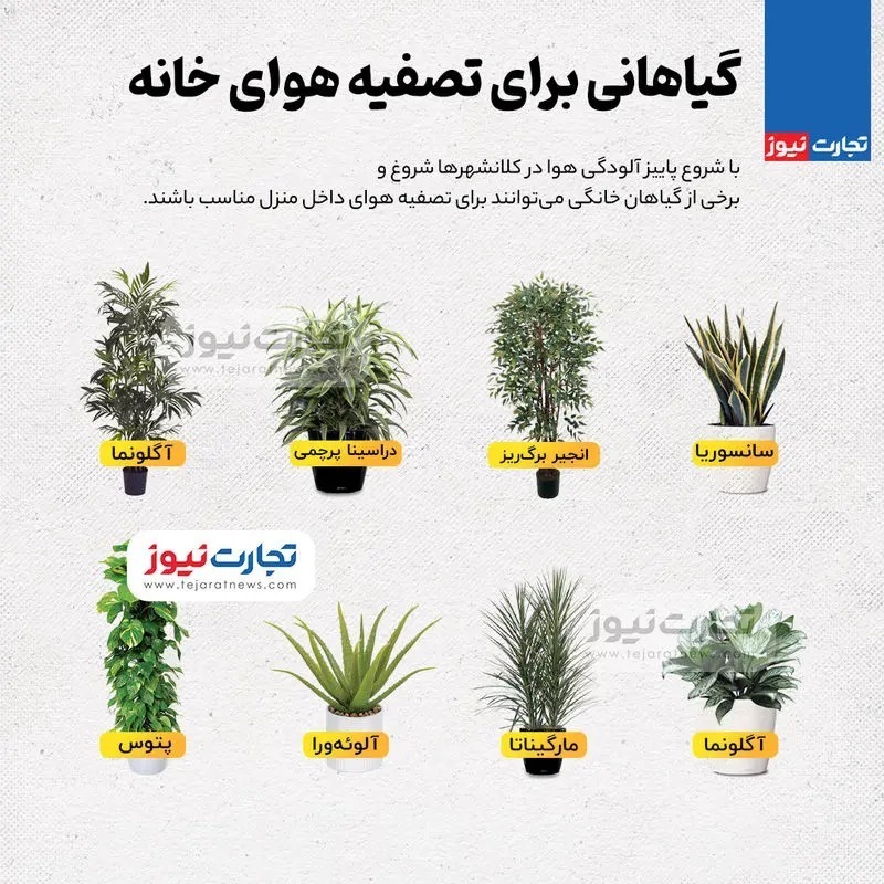 اینفوگرافی | گیاهانی برای تصفیه هوای خانه اینفوگرافی | گیاهانی برای تصفیه هوای خانه