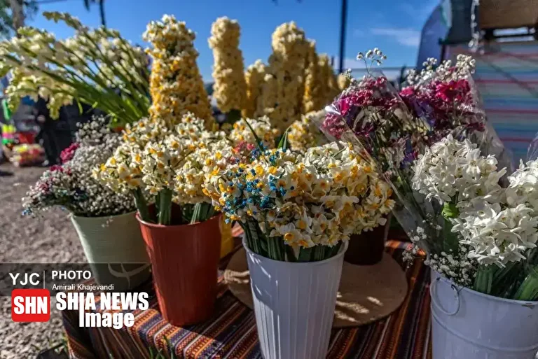 تصاویر | عرضه شاخه‌های خوش‌عطر گل نرگس در مازندران