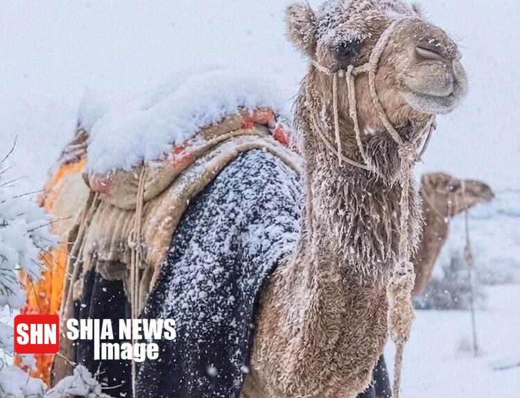 بارش برف بیسابقه در عربستان + تصاویر بارش برف بیسابقه در عربستان + تصاویر