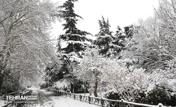 تصاویری از بارش برف در شمال تهران