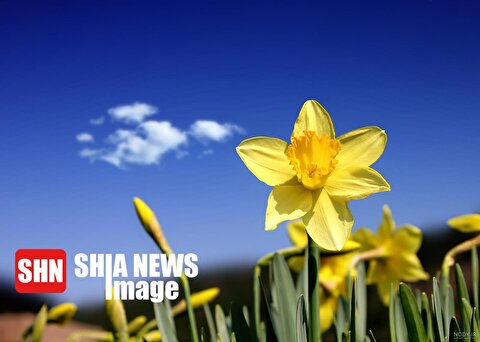 نحوه ی تکثیر گل نرگس