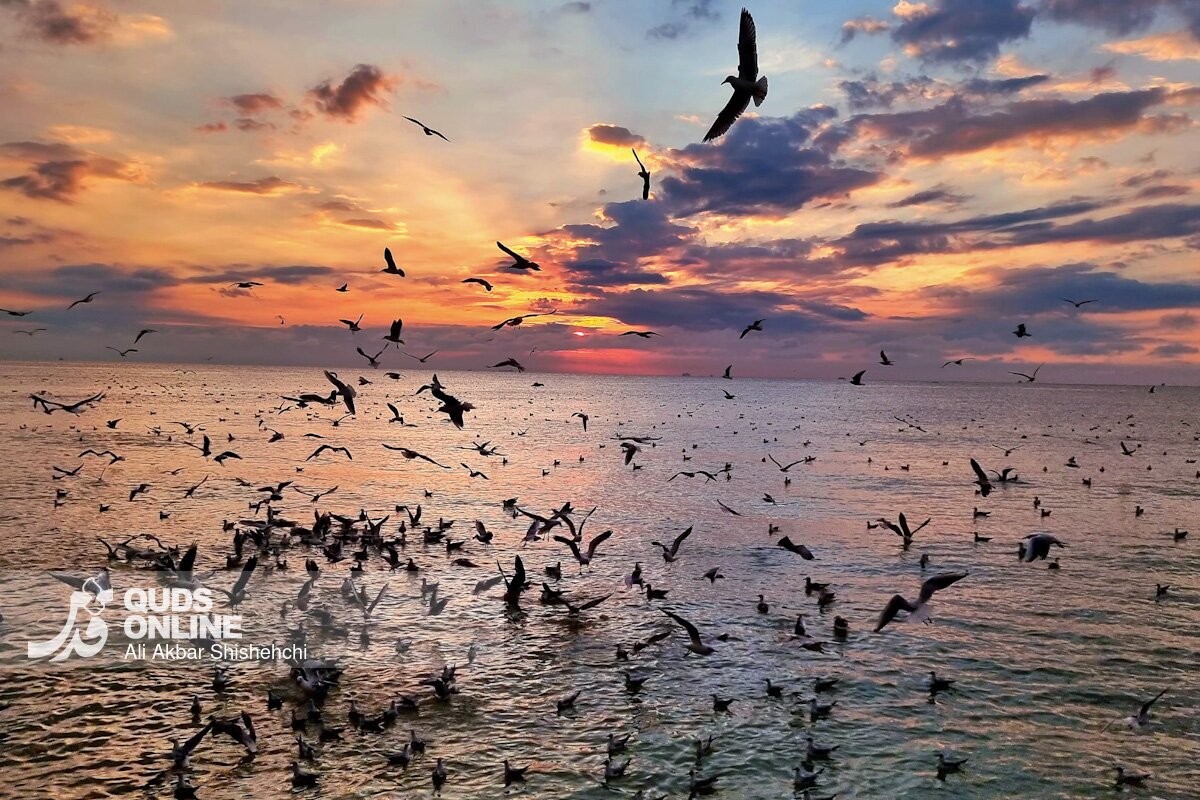 تصاویری از غروب زیبای بندر بوشهر