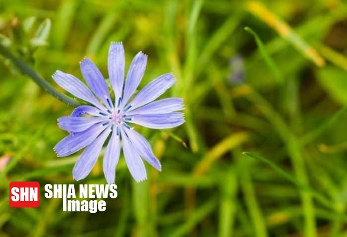 پیشنهاد طب سنتی بوعلی برای درمان تشنگی ماه رمضان