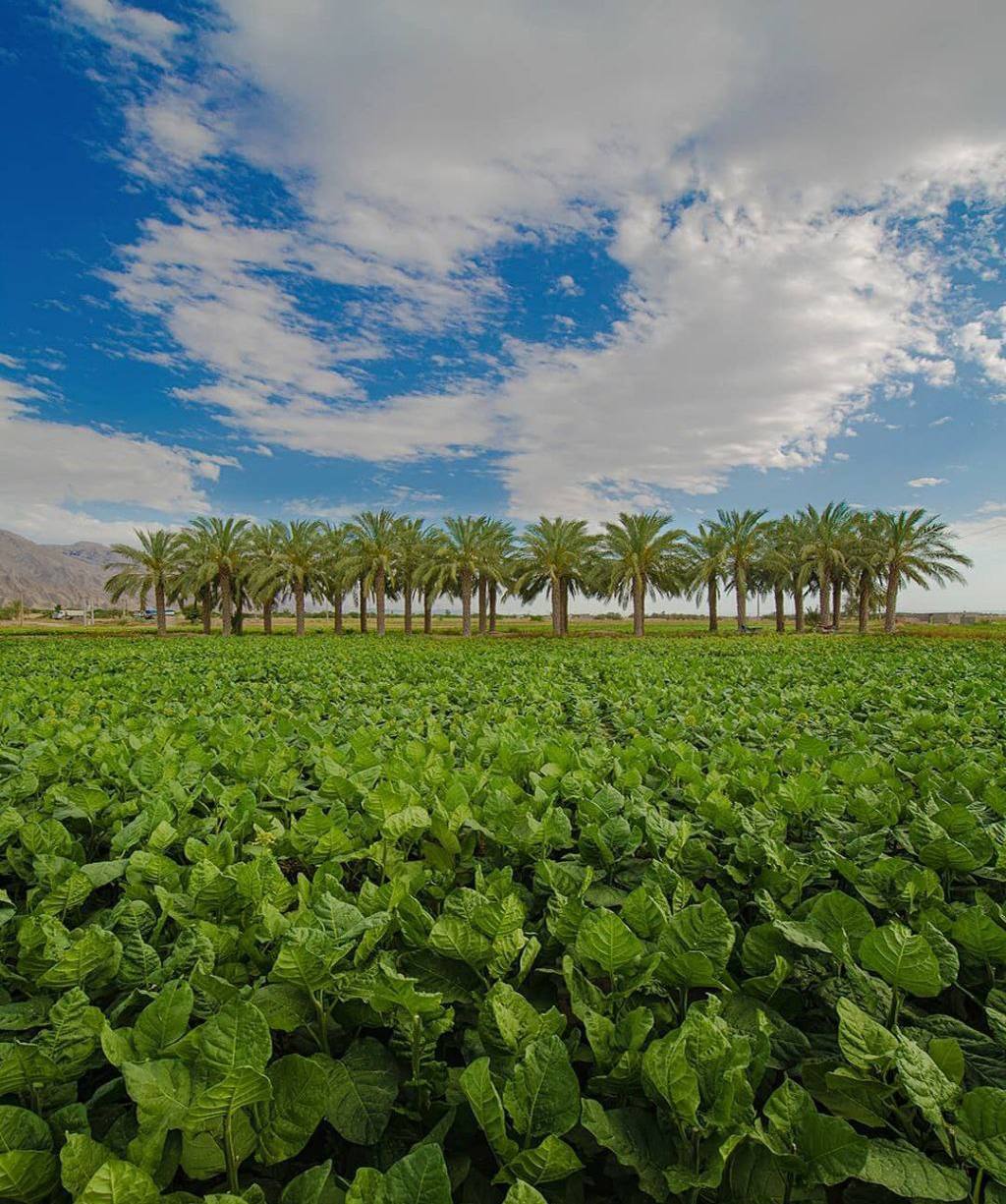 طبیعت زیبای مزرعه تنباکو در تنگستان بوشهر طبیعت زیبای مزرعه تنباکو در تنگستان بوشهر