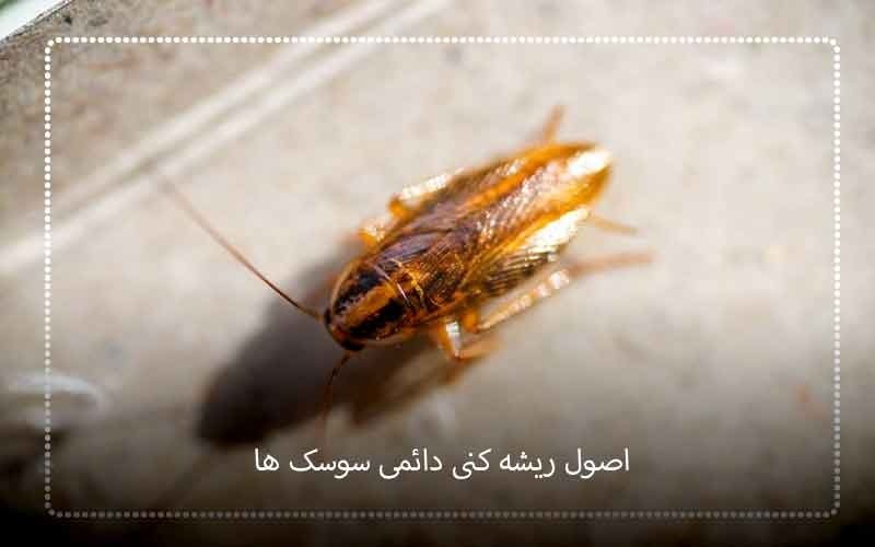 اصول ریشه کنی دائمی سوسک ها