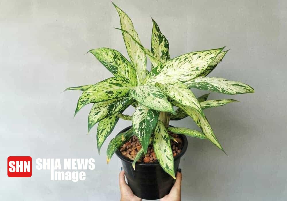 بهترین گیاهان برای تصفیه هوای خانه در روزهای آلوده