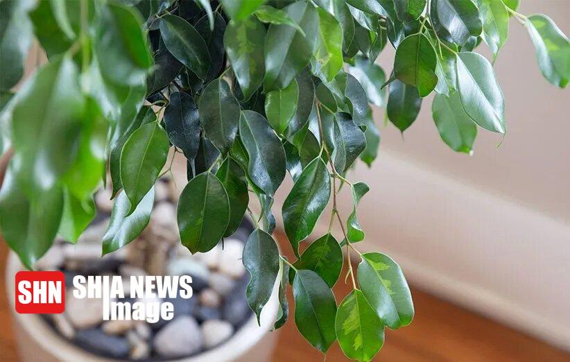 بهترین گیاهان برای تصفیه هوای خانه در روزهای آلوده