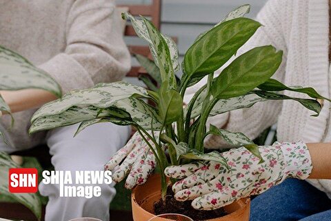 بهترین گیاهان برای تصفیه هوای خانه در روزهای آلوده