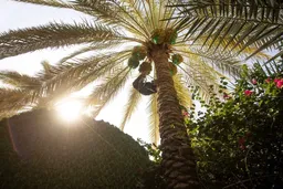 توزیع خرماى بين‌الحرمين میان زائران امام حسین (ع)