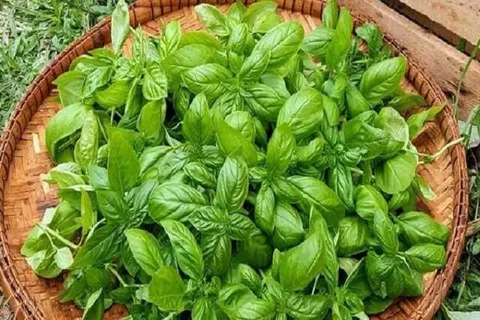  مدیریت سندرم قبل از قاعدگی با کمک یک سبزی خوش عطر