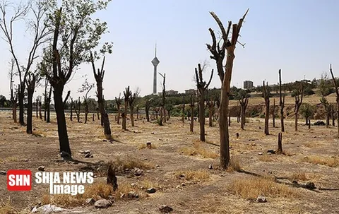 ماجرای مشکوک خشک‌شدن درختان در تابستان