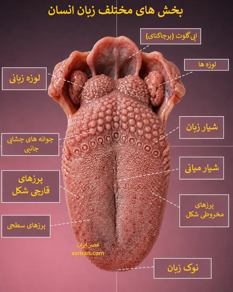 همه چیز درباره مهندسی بی نظیر زبان انسان